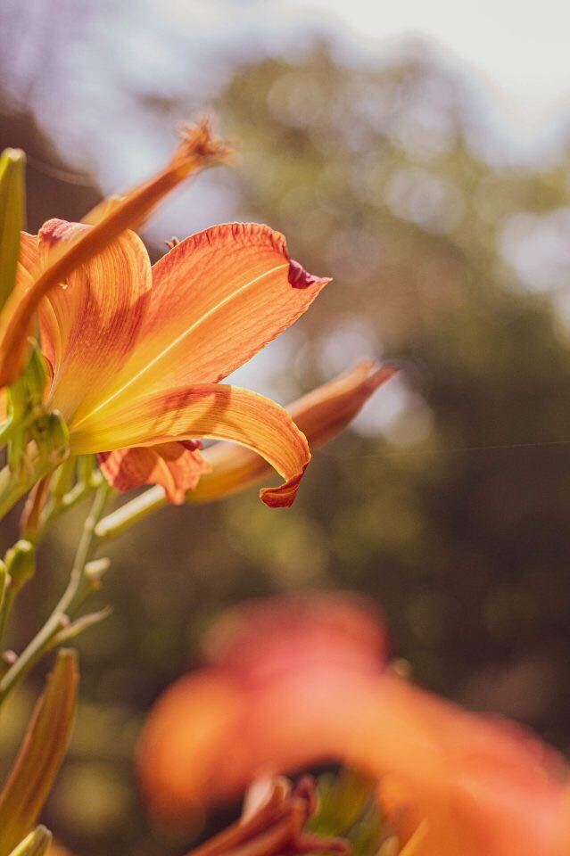 close-up image of an orange flower